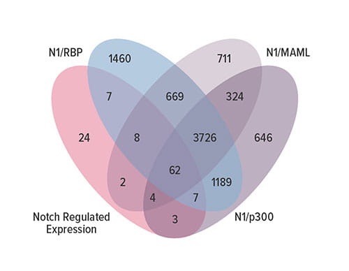 Fig B This Venn diagram details the overlap between Notch-regulated genes expressed in mK4 cells and the genes near a segment labeled by SpDamID-seq generated with the indicated Notch pairs.